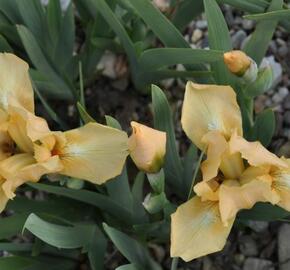 Kosatec nízký 'Melon Honey' - Iris barbata-nana 'Melon Honey'
