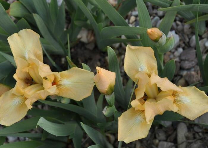 Kosatec německý 'Melon Honey' - Iris barbata-nana 'Melon Honey'
