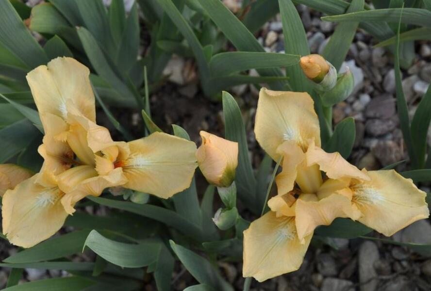 Kosatec nízký 'Melon Honey' - Iris barbata-nana 'Melon Honey'