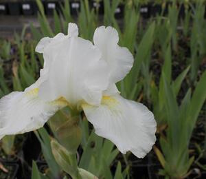 Kosatec německý 'Avanelle' - Iris barbata-media 'Avanelle'