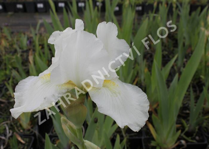 Kosatec německý 'Avanelle' - Iris barbata-media 'Avanelle'