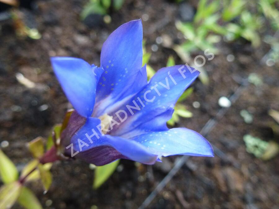 Hořec drsný 'Blue Power' - Gentiana scabra 'Blue Power'