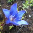 Hořec drsný 'Blue Power' - Gentiana scabra 'Blue Power'