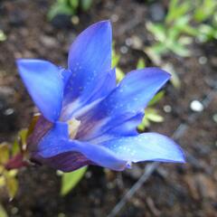 Hořec drsný 'Blue Power' - Gentiana scabra 'Blue Power'