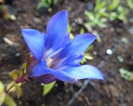 Hořec drsný 'Blue Power'