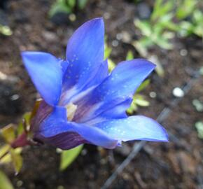 Hořec drsný 'Blue Power' - Gentiana scabra 'Blue Power'