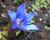 Hořec drsný 'Blue Power'