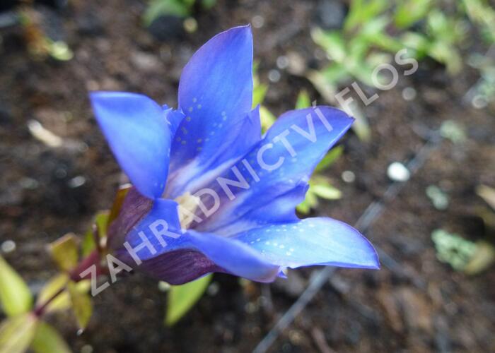 Hořec drsný 'Blue Power' - Gentiana scabra 'Blue Power'