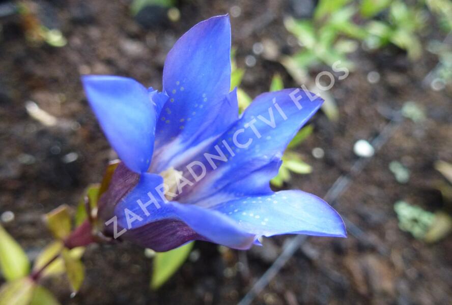 Hořec drsný 'Blue Power' - Gentiana scabra 'Blue Power'