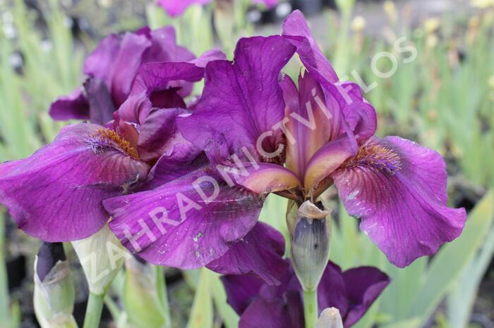 Kosatec nízký 'Vamp' - Iris barbata-media 'Vamp'