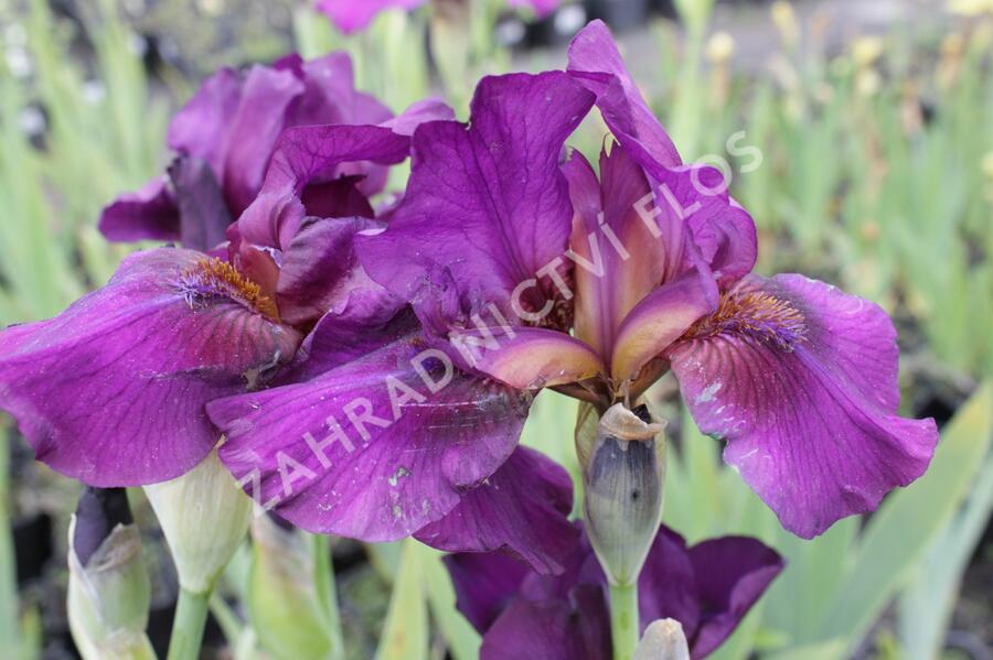 Kosatec nízký 'Vamp' - Iris barbata-media 'Vamp'