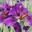 Kosatec nízký 'Vamp' - Iris barbata-media 'Vamp'