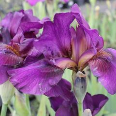 Kosatec nízký 'Vamp' - Iris barbata-media 'Vamp'