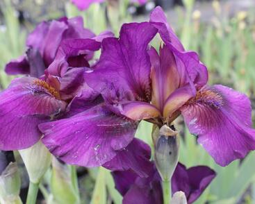 Kosatec nízký 'Vamp'