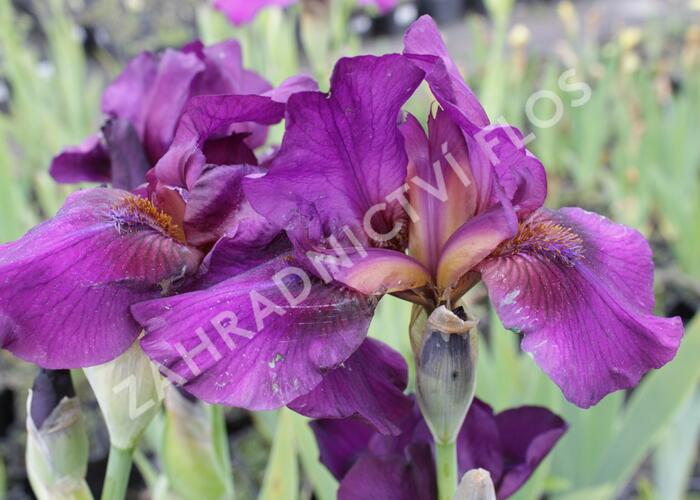 Kosatec německý 'Vamp' - Iris barbata-media 'Vamp'