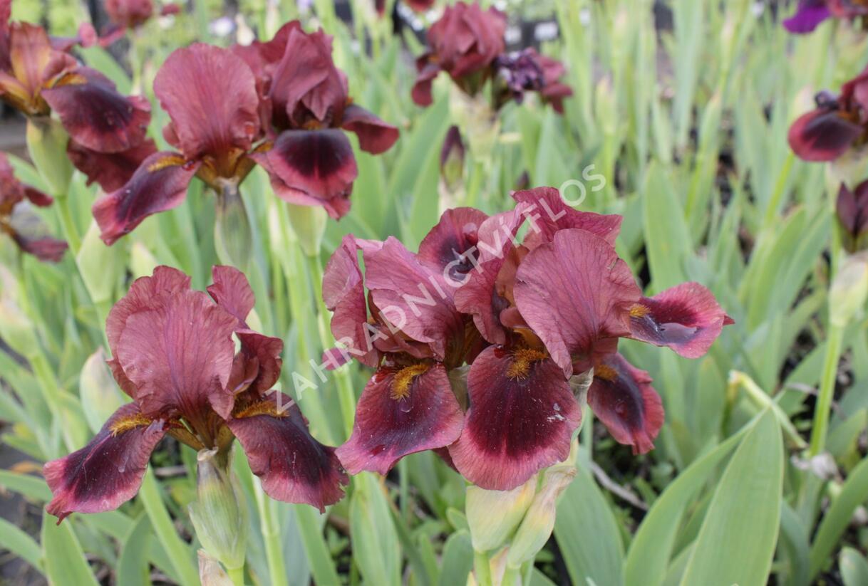 Kosatec německý 'Brown Doll' - Iris barbata-media 'Brown Doll'