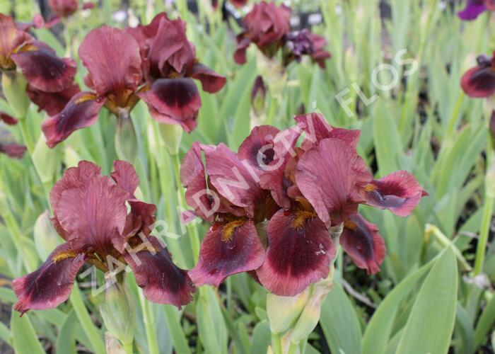 Kosatec německý 'Brown Doll' - Iris barbata-media 'Brown Doll'