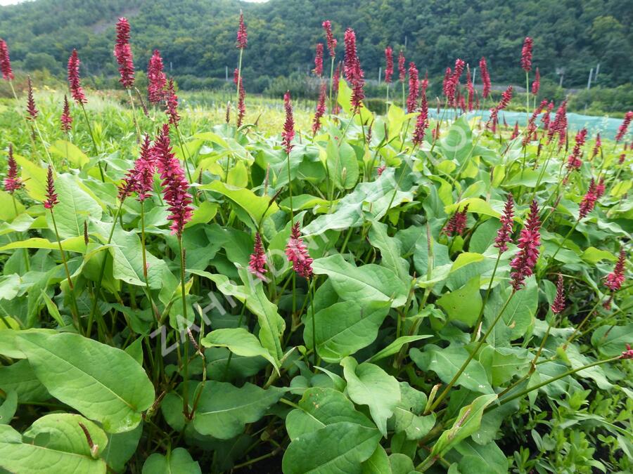 Rdesno 'Taurus' - Bistorta amplexicaulis 'Taurus'