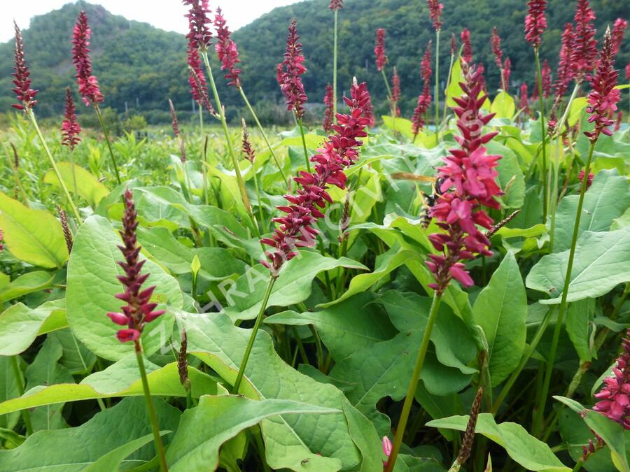 Rdesno objímavé 'Taurus' - Bistorta amplexicaulis 'Taurus'