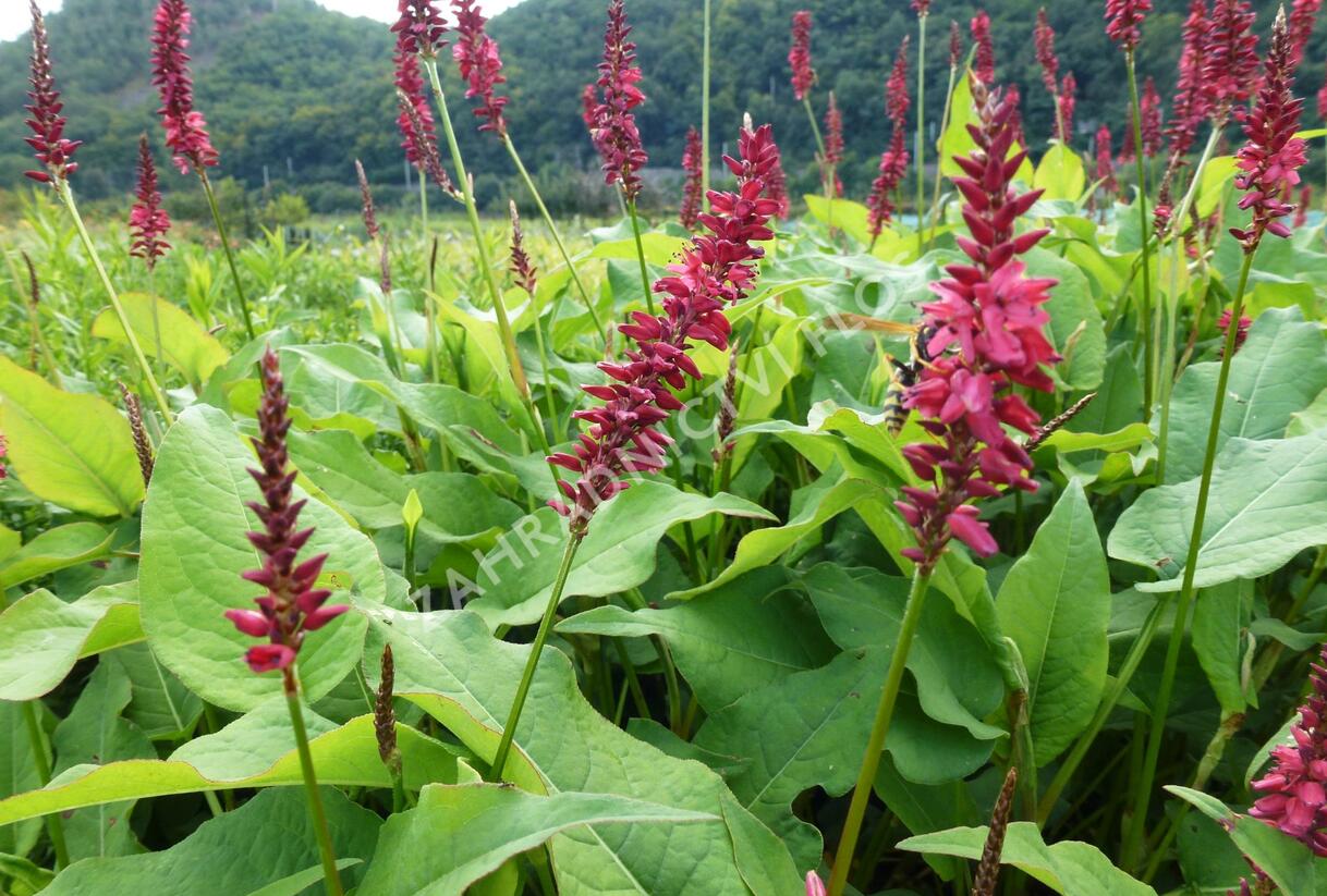 Rdesno objímavé 'Taurus' - Bistorta amplexicaulis 'Taurus'