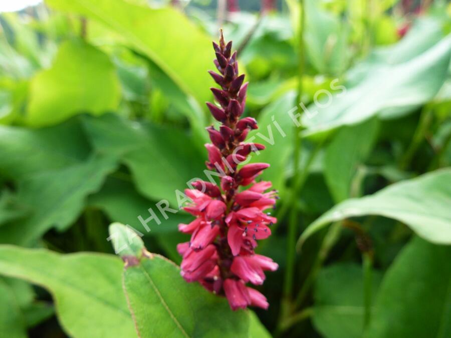 Rdesno objímavé 'Taurus' - Bistorta amplexicaulis 'Taurus'