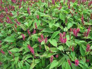 Rdesno 'Inverleith' - Bistorta amplexicaulis 'Inverleith'