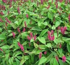 Rdesno 'Inverleith' - Bistorta amplexicaulis 'Inverleith'