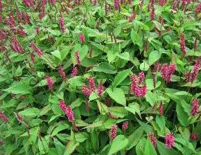 Rdesno 'Inverleith' - Bistorta amplexicaulis 'Inverleith'