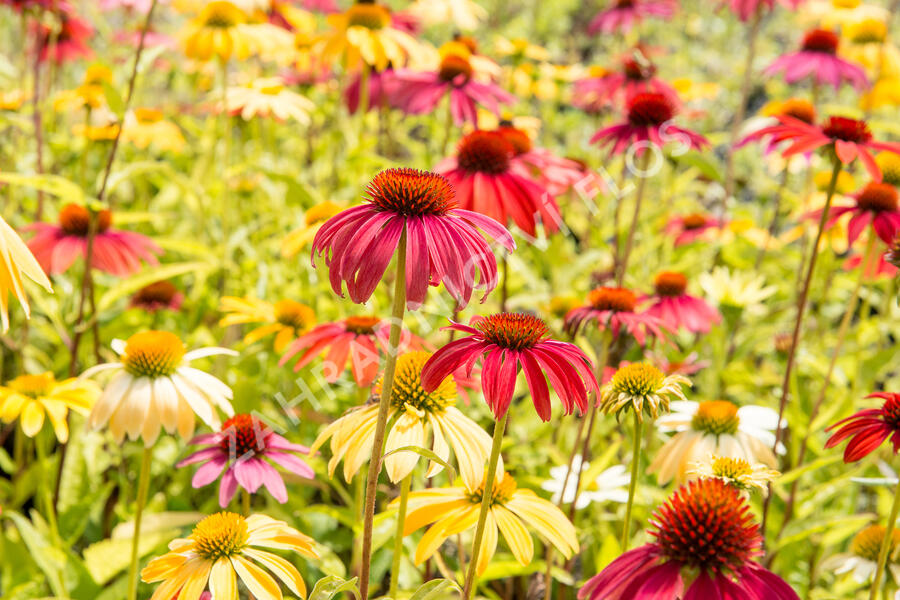 Třapatkovka nachová 'Cheyenne Spirit' - Echinacea purpurea 'Cheyenne Spirit'