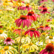 Třapatkovka nachová 'Cheyenne Spirit' - Echinacea purpurea 'Cheyenne Spirit'