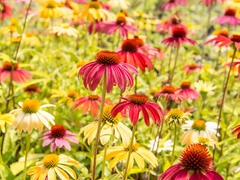 Třapatka nachová 'Cheyenne Spirit' - Echinacea purpurea 'Cheyenne Spirit'