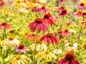 Třapatkovka nachová 'Cheyenne Spirit' - Echinacea purpurea 'Cheyenne Spirit'