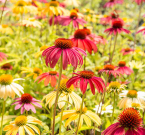 Třapatkovka nachová 'Cheyenne Spirit' - Echinacea purpurea 'Cheyenne Spirit'