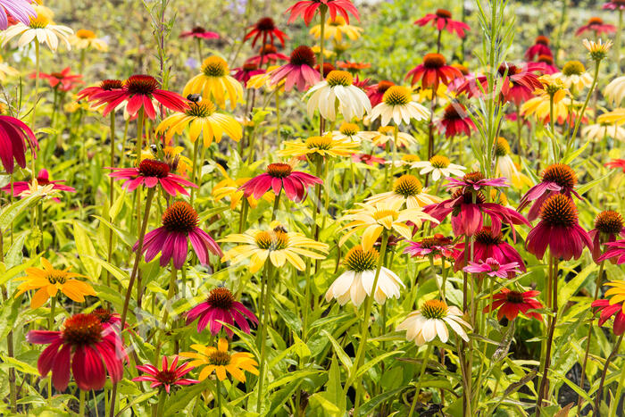 Třapatkovka nachová 'Cheyenne Spirit' - Echinacea purpurea 'Cheyenne Spirit'