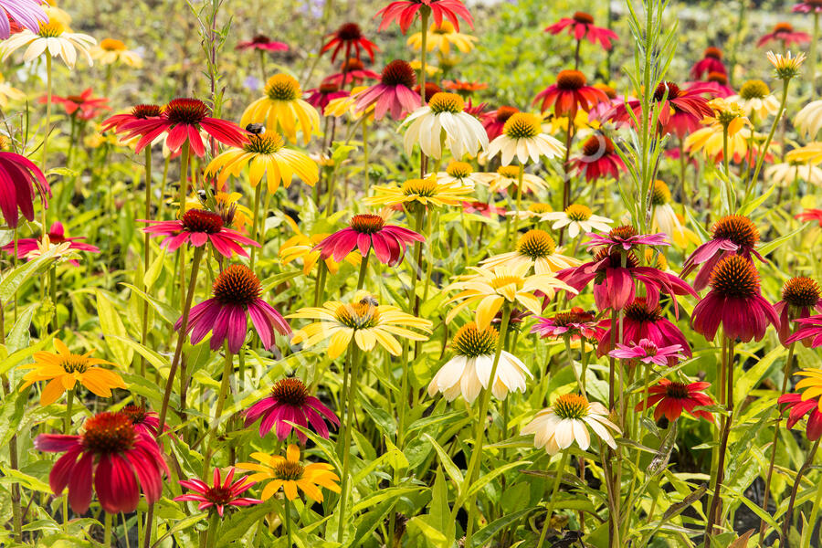 Třapatkovka nachová 'Cheyenne Spirit' - Echinacea purpurea 'Cheyenne Spirit'