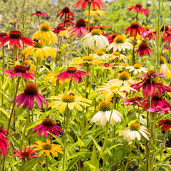 Třapatkovka nachová 'Cheyenne Spirit' - Echinacea purpurea 'Cheyenne Spirit'