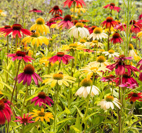 Třapatkovka nachová 'Cheyenne Spirit' - Echinacea purpurea 'Cheyenne Spirit'