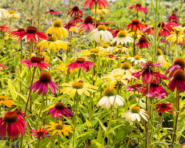 Třapatkovka nachová 'Cheyenne Spirit'
