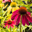 Třapatkovka nachová 'Cheyenne Spirit' - Echinacea purpurea 'Cheyenne Spirit'