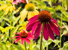 Třapatkovka nachová 'Cheyenne Spirit' - Echinacea purpurea 'Cheyenne Spirit'