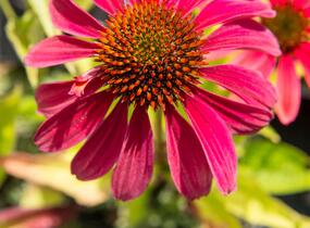 Třapatkovka nachová 'Cheyenne Spirit' - Echinacea purpurea 'Cheyenne Spirit'