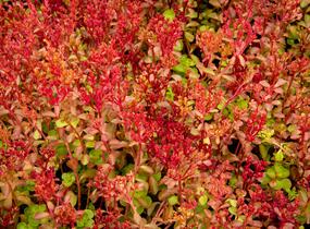 Rozchodník pochybný 'Voodoo' - Sedum spurium 'Voodoo'