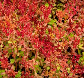 Rozchodník pochybný 'Voodoo' - Sedum spurium 'Voodoo'