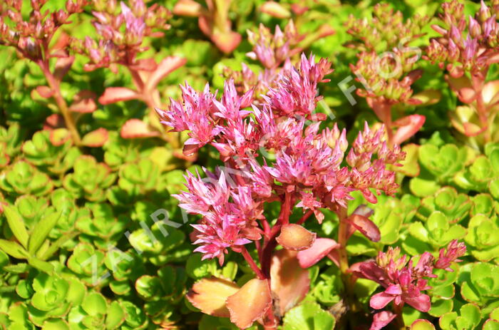 Rozchodník pochybný 'Voodoo' - Sedum spurium 'Voodoo'