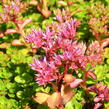 Rozchodník pochybný 'Voodoo' - Sedum spurium 'Voodoo'