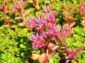 Rozchodník pochybný 'Voodoo' - Sedum spurium 'Voodoo'