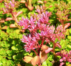 Rozchodník pochybný 'Voodoo' - Sedum spurium 'Voodoo'