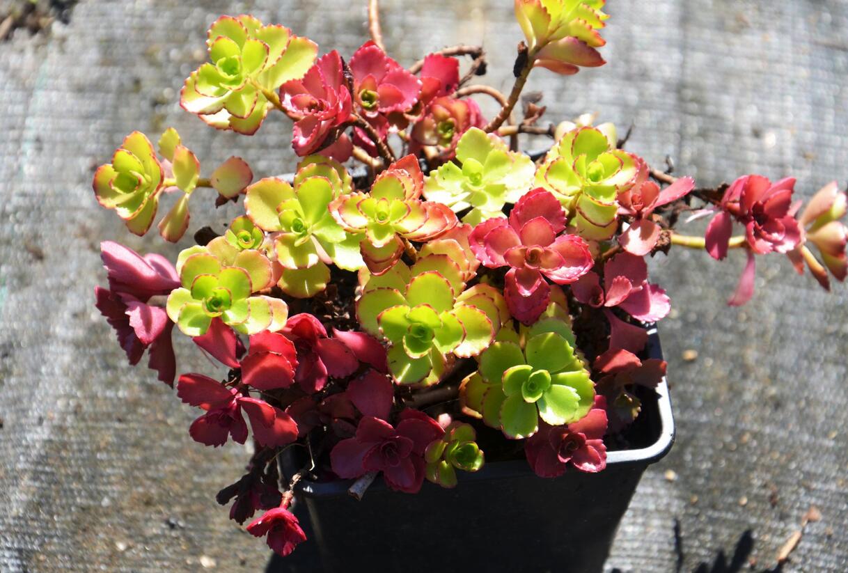 Rozchodník pochybný 'Voodoo' - Sedum spurium 'Voodoo'