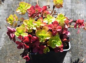 Rozchodník pochybný 'Voodoo' - Sedum spurium 'Voodoo'