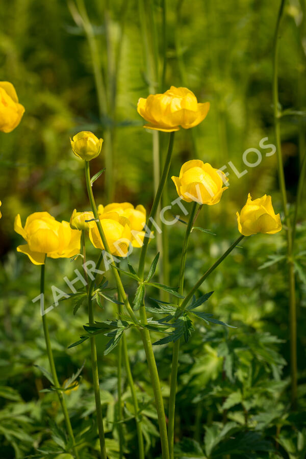 Upolín evropský - Trollius europaeus